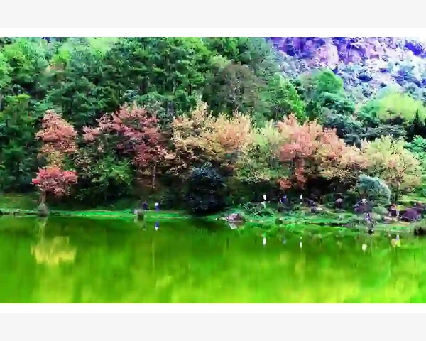 神奇的冰糖大蒜水：止咳化痰的中医秘方